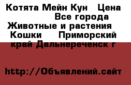 Котята Мейн Кун › Цена ­ 15 000 - Все города Животные и растения » Кошки   . Приморский край,Дальнереченск г.